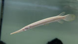 Lepisosteus platyrhynchus ( platyrhincus ), Florida-Gar Albino, Florida-Knochenhecht Albino