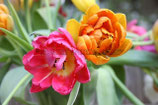 TULPEN  I