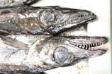 DEGENFISCH ESPADA  I