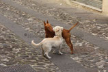 HUNDE