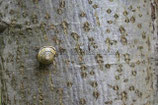 SCHNECKE