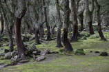 KORKEICHEN  III