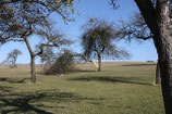 BAUMBRUCH