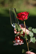 HOCHZEITSROSE