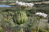 DOLDENTRAUBIGE BLÜTEN
