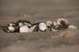 STRAND - MUSCHELN