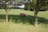 GLÜCKLICHES SCHWEIN