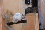 SCHLAFENDE KATZEN