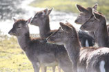 REHE