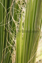 PALMENBLATT