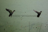 ENTEN IM ANFLUG
