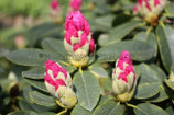 RHODODENDRON