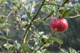 APFEL