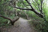 WALDWEG  II