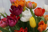 TULPEN  III