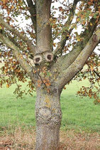 EICHE MIT AUGEN