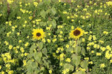 SONNENBLUMEN IM KLEE