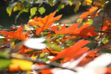 HERBSTLAUB