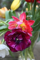 TULPEN  II