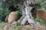 OLIVENBAUM