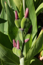 ZIERBANANE