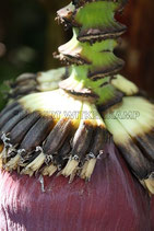 BANANE