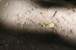 BLATT