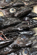 DEGENFISCH ESPADA  II