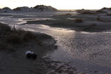 STILLLEBEN AM DÜNENSTRAND