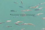 FISCHE HELLBLAU