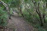 WALDWEG  I