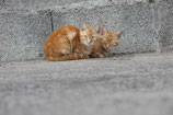 KATZEN-ZWILLINGE