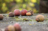 ÄPFEL