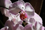 ORCHIDEE  II