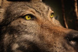WOLF  II