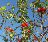 Wildkräuter(n): Kräuter(n) im Herbst