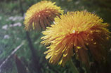 Wildkräuter(n): Kräuter(n) im Frühling