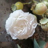 Stanze für Kreppblume / 413 Mini & S