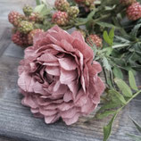 Stanze für Kreppblume / 445 M