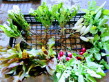 春＋夏＋秋＋冬野菜の４回便