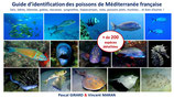 Guide d'identification des poissons de Méditerranée française