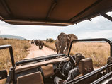 Safari Tagestour