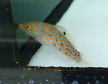 Halichoeres timorensis, Timor Junker