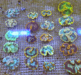 Trachyphyllia geoffroyi, Hirnkoralle