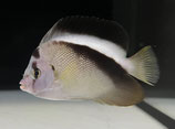 Apolemichthys griffisi, Griffis Kaiserfisch