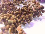 Porites nigrescens, Porites