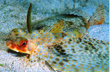 Dactylopterus orientalis, Helm-Flughahn
