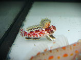 Synchiropus stellatus, roter Zwergleierfisch