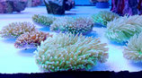 Heliofungia actiniformis, Anemonen-Pilzkoralle
