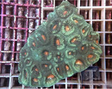 Montastrea spec,
